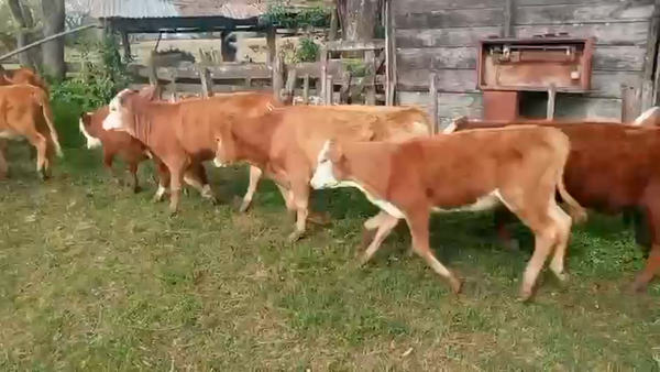 Lote 105 Terneros/as en Corrientes, San Miguel
