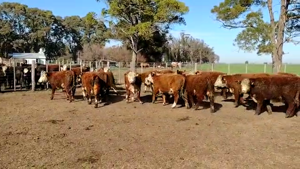 Lote San José del Arroyo Novillos Hereford y Caretas