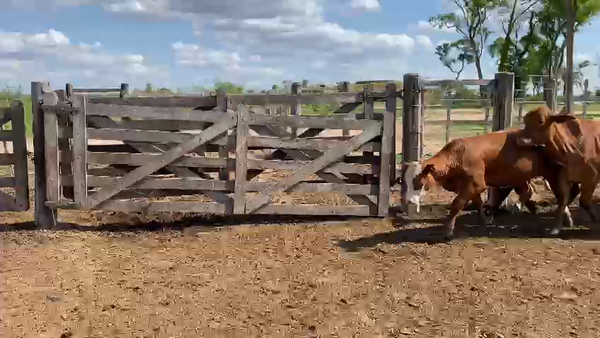 Lote 65 Novillos en Palo Santo, Formosa