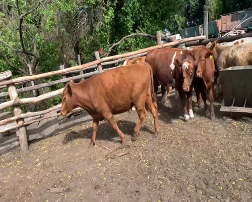 Lote 9 Ternero en Los Ángeles, VIII Región Biobío