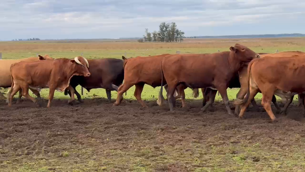 Lote 100 Novillos en Corrientes, Paso de Los Libres