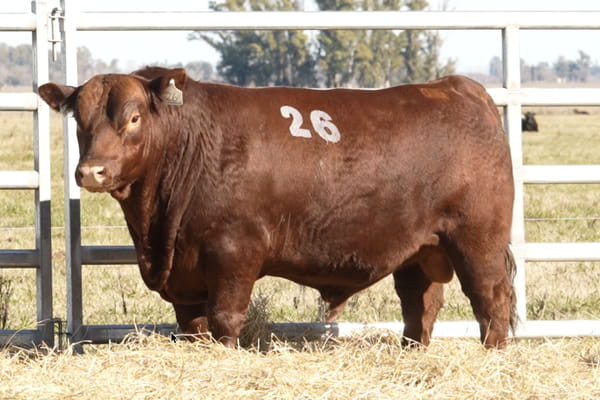 26 — TOROS ANGUS PUROS CONTROLADOS