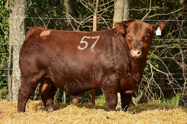 46369 — TOROS ANGUS PC