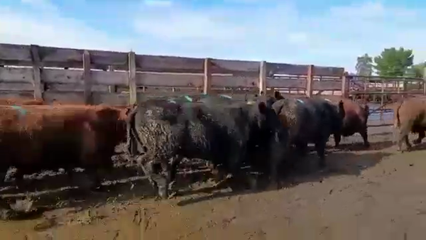 Lote 20 Novillo Gordo en Los Ángeles, VIII Región Biobío