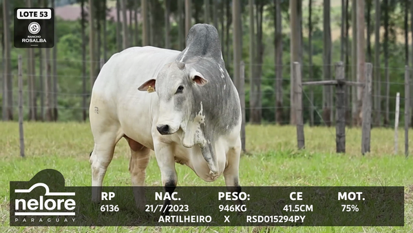 Lote LOTE 53