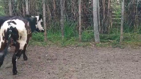 Lote 5 Terneros CRUZA NORMANDO 180kg - , San José