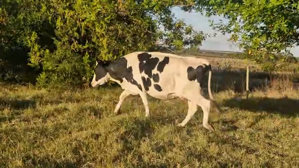 Lote Vaquillonas , San José