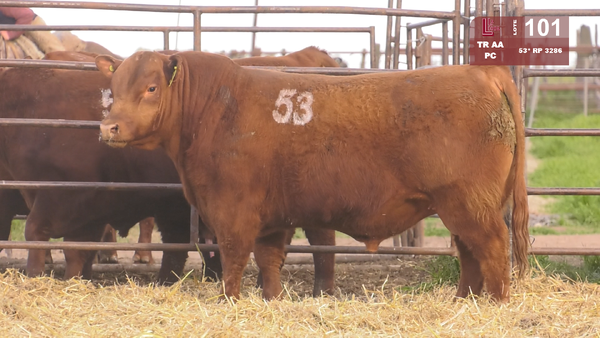 (*)53 3286 — TOROS ANGUS COLORADOS  PC