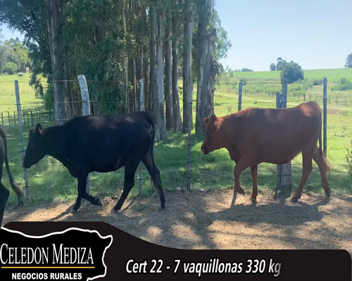 Lote (Vendido)7 Vaquillonas 1 a 2 años 4 AA,  1 RA,  1 AA X HE,  1 HE X HO 330kg - , Colonia