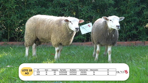 Lote Lote 18 - AO