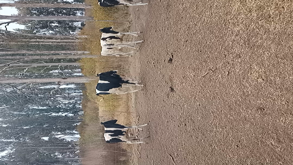 Lote 12 Novillitos en Col. Valtelina, Córdoba