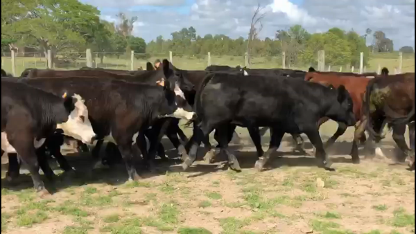 Lote 100 Novillos 1 a 2 años en Tacuarembó
