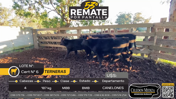 Lote 4 Terneras en Otra Localidad, Canelones