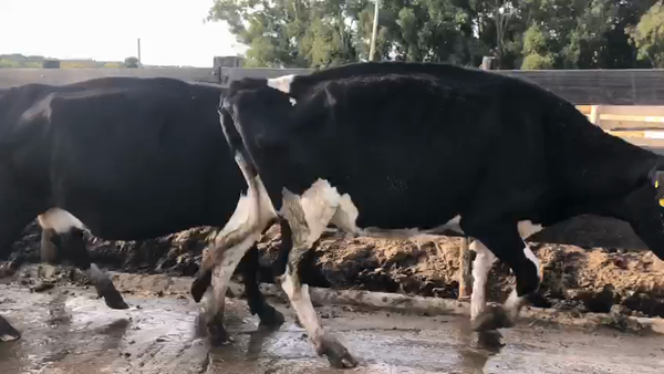 Lote 3 Vacas de Invernada Holando 450kg -  en Pavon