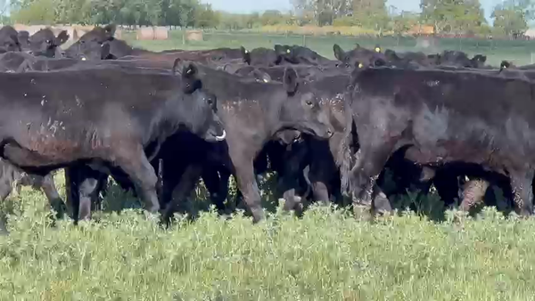 Lote 60 Novillitos en Dolores, Buenos Aires