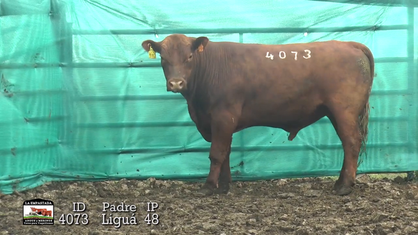 Lote 3 Toros, Durazno