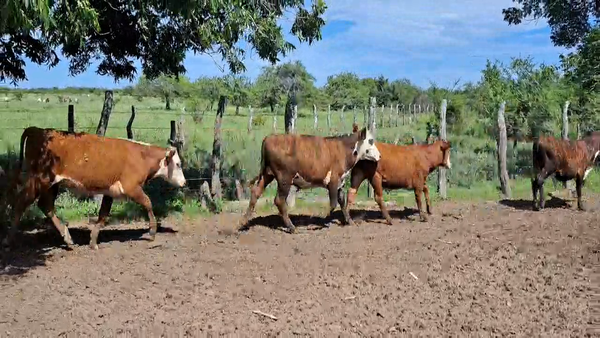 Lote 110 Novillitos