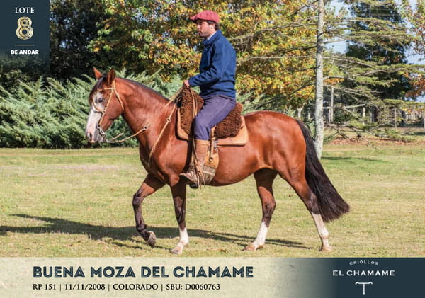 Lote BUENA MOZA DEL CHAMAME