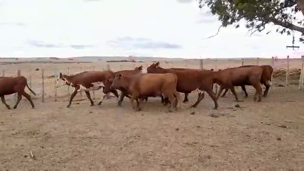 Lote (Vendido)10 Vacas de Invernada HEREFORD/ ANGUS 380kg -  en ARROYO GRANDE