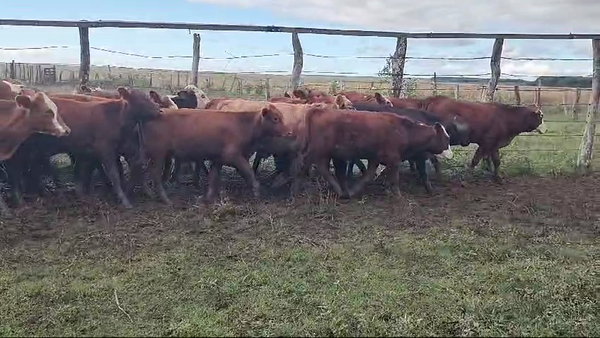 Lote 55 Novillos en Estación Torrent, Corrientes