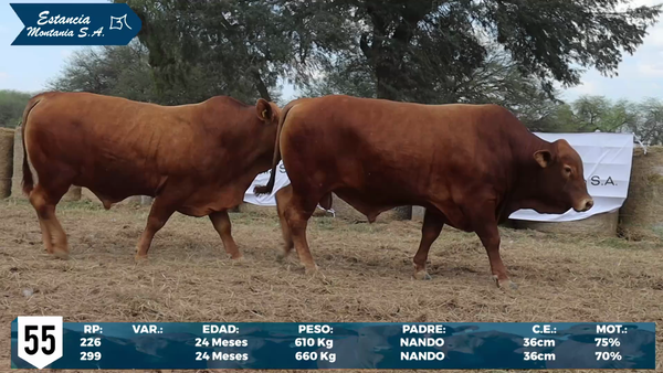 Lote LOTE 55