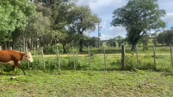 Lote Vacas Preñadas