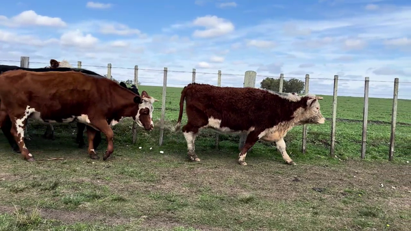 Lote VACAS PREÑADAS