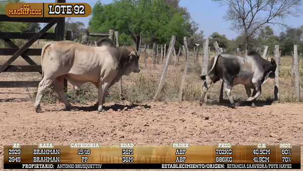 Lote LOTE 92- POR PANTALLA