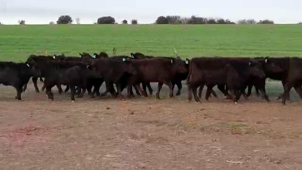 Lote (Vendido)22 Terneras ANGUS 150kg -  en SANTA RITA