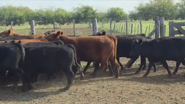 Lote 66 Novillitos y vaquillonas