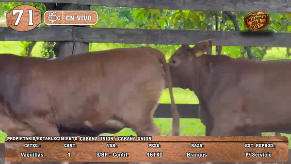 Lote LOTE 71 -EN VIVO