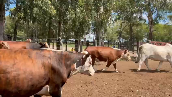 Lote 70 Vacas faena en Corrientes, Col. Libertad