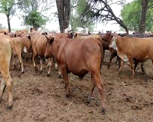 Lote 133 Novillitos en Quimilí, Santiago del Estero