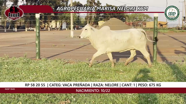 Lote VACA PREÑADA