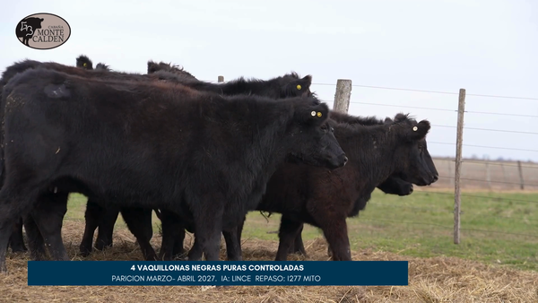 Lote MONTE CALDEN | 4 Vaq. Preñada Paric. otoño