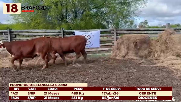 Lote LOTE 18 - VAQUILLAS DE CAMPO
