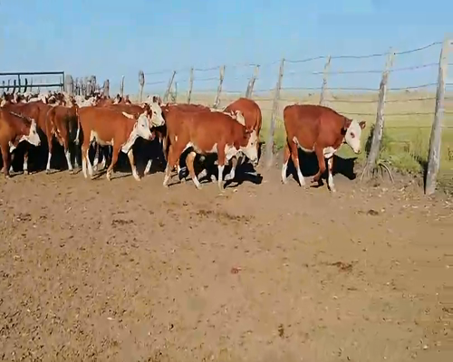 Lote 80 Terneros/as en Entre Ríos, Federal