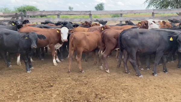 Lote 105 Terneras en Laguna Yema, Formosa