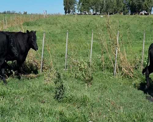 Lote 14 Toros de invernar en Bolívar, Buenos Aires