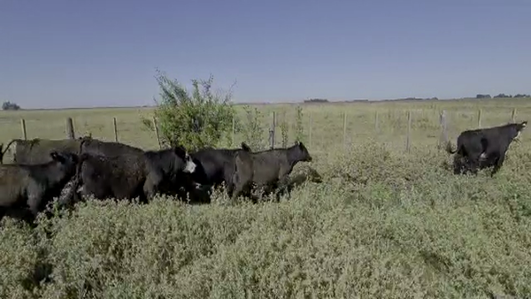 Lote 60 Terneros en Buenos Aires, Azul