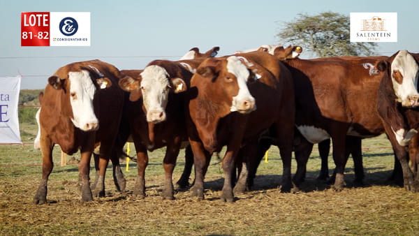 Lote LOTE 81/82 - VACAS BRAFORD GENERALES NUEVAS (S`15,16,17) PREÑADAS SERVICIO NATURAL