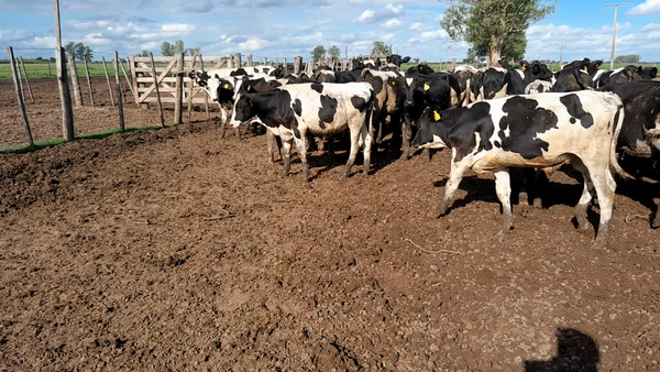 Lote 57 Terneros Holando Argentino en Morteros, Córdoba