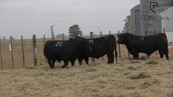 Lote TOROS PUROS CONTROLADOS
