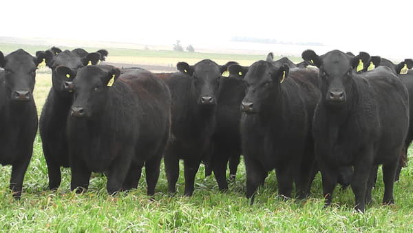 Lote VAQ.  ANGUS NEGRAS P. CONTROLADAS C/GTÍA DE PREÑEZ