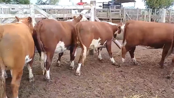 Lote 15 NOVILLITOS/ VAQUILLONAS