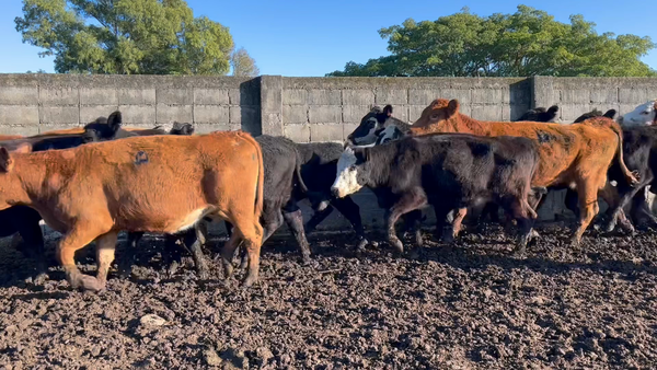Lote VACA DE INVERNADA