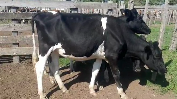 Lote 3 Vaquillonas Holando preñadas