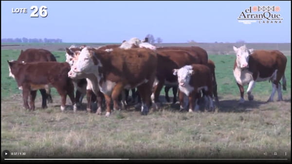 Lote 10 Vacas Hereford Paridas y Con Servicio - Santa Anita, Entre Rios