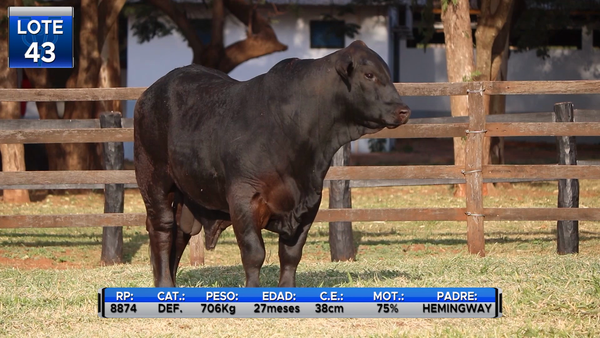 Lote TOROS BRANGUS  -LOTE 43