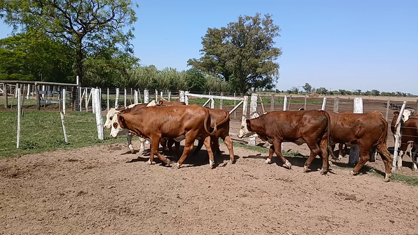 Lote 15 Vaquillonas Braford en Sunchales, Santa Fe